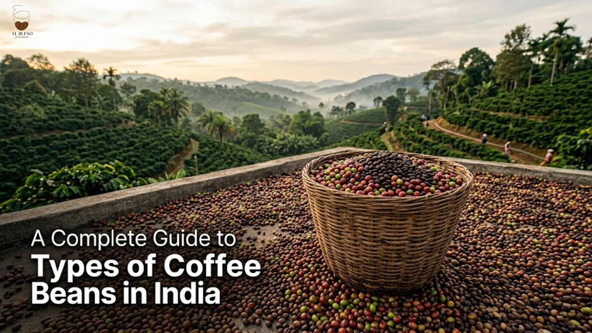 Types of Coffee Beans in India | El Bueno Coffee Roasters